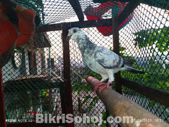 হাফসান গ্রিজেল নর কবুতর